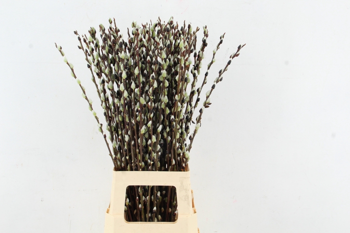 <h4>SALIX WILGENKATJES GREEN 080CM</h4>