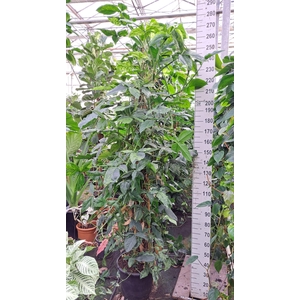 Syngonium Mottled Mojito mosstok XXL