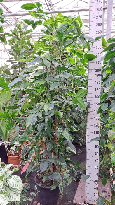 <h4>Syngonium Mottled Mojito mosstok XXL</h4>