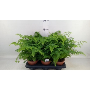 Adiantum raddi. 'Fritz-Luthi'