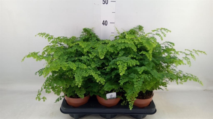 <h4>Adiantum raddi. 'Fritz-Luthi'</h4>