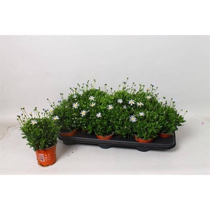 FELICIA FELICITA BLUE