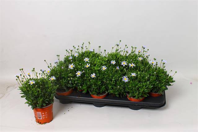 <h4>FELICIA FELICITA BLUE</h4>