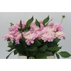 Dahlia Pink Delight