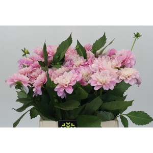 Dahlia Pink Delight