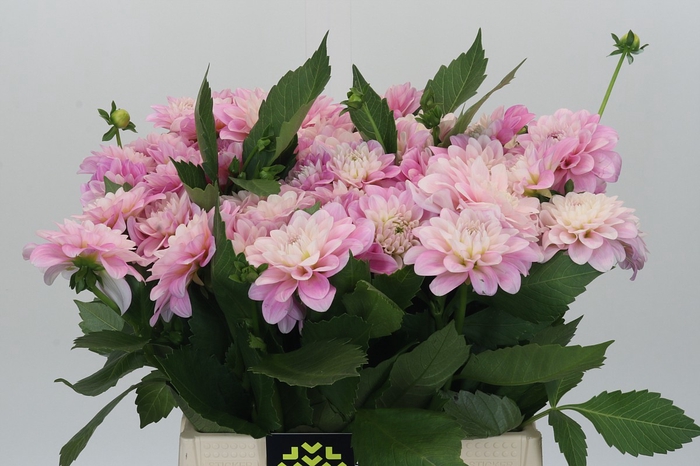 <h4>Dahlia Pink Delight</h4>