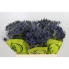 Eryngium Magical Blue Lagoon