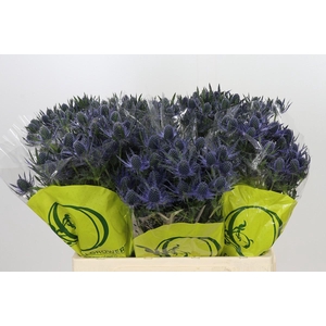 Eryngium Magical Blue Lagoon