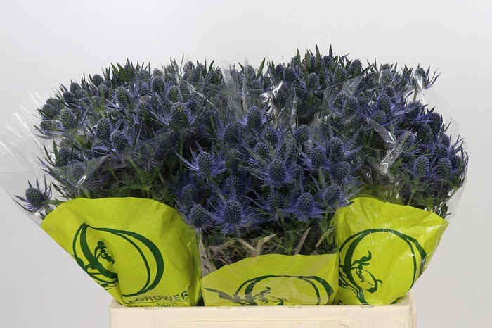 Eryngium Magical Blue Lagoon
