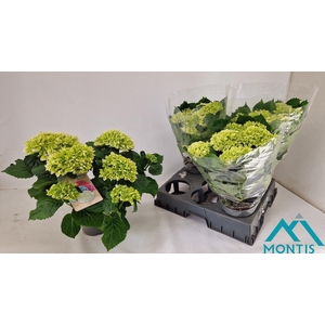 HYDR M CRYSTAL PALAC