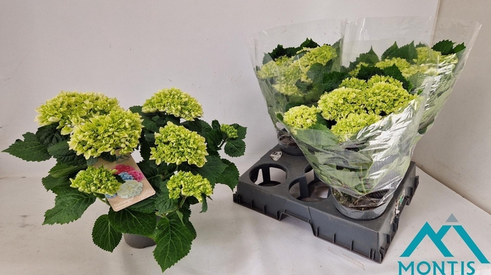 <h4>HYDR M CRYSTAL PALAC</h4>