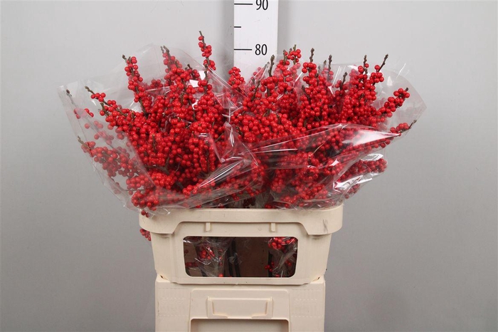 <h4>Ilex Ve Rode Bes</h4>