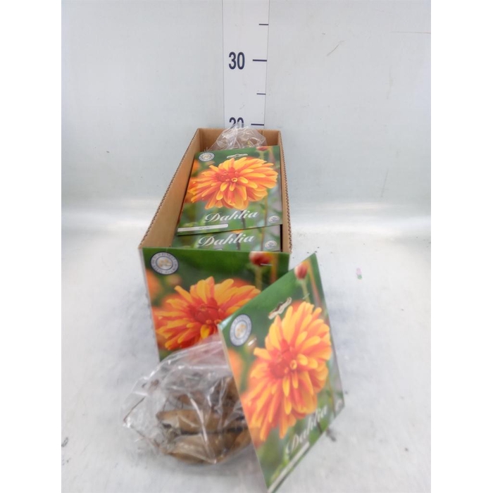 <h4>Dahlia   ...flowerbulbs</h4>