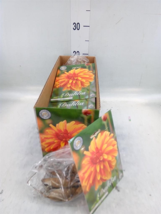 <h4>Dahlia   ...flowerbulbs</h4>
