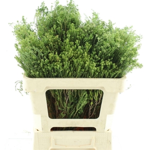 KAAPS GROEN