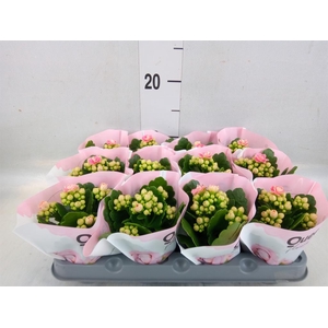 Kalanchoe  'MoreFlow Lillian'