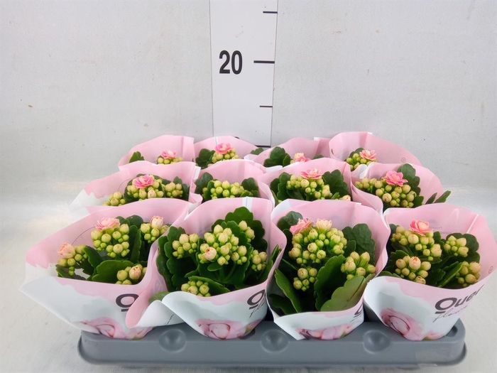 <h4>Kalanchoe  'MoreFlow Lillian'</h4>