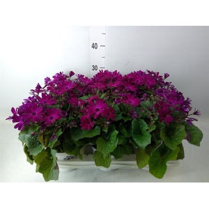 Pericallis cr. 'Mandala Magenta'