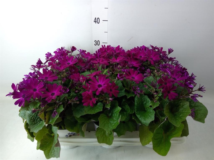 <h4>Pericallis cr. 'Mandala Magenta'</h4>