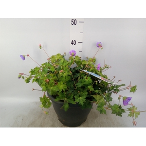 Geranium  'Bloom Me Away'