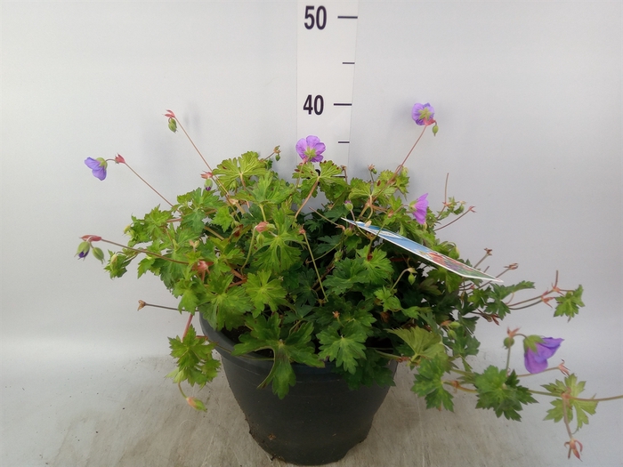 <h4>Geranium  'Bloom Me Away'</h4>