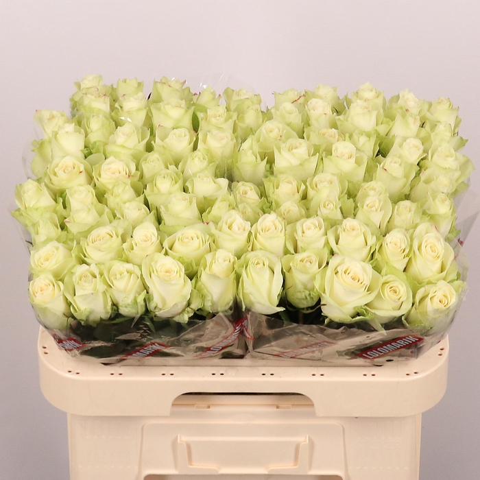 <h4>R GR ATHENA</h4>