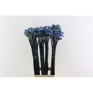 Ornit Saundersiae Blue Opgetrokken
