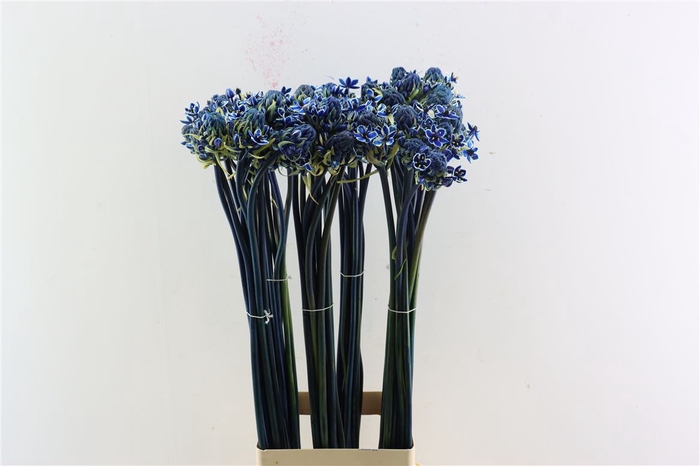<h4>Ornit Saundersiae Blue Opgetrokken</h4>