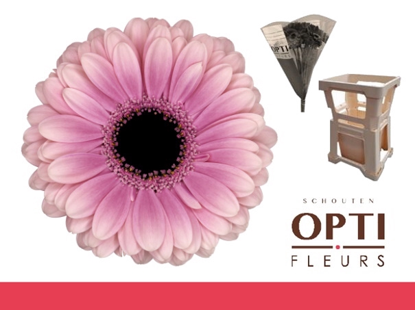 <h4>Germini Esmee Water</h4>