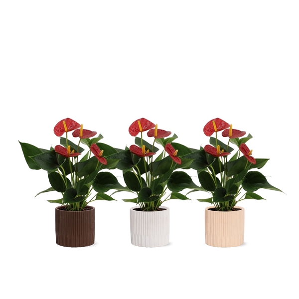 <h4>Anthurium Success Red in Lou ceramics</h4>