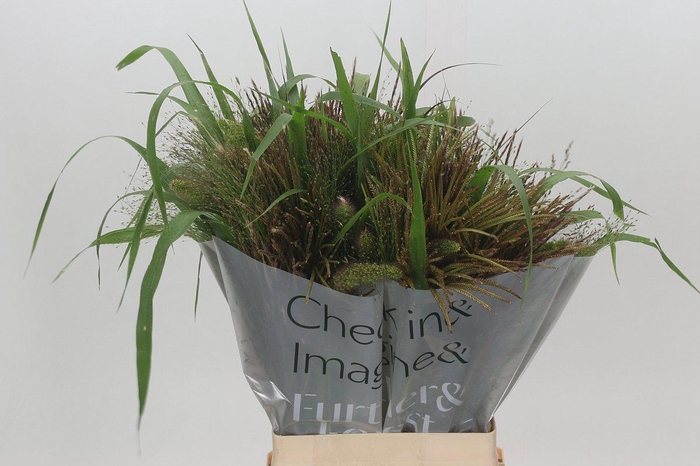 <h4>SIERGR GEM FUST</h4>