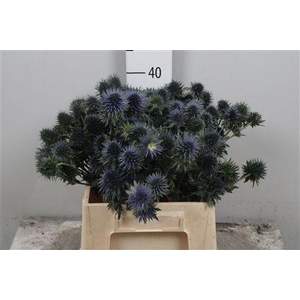 Eryn Scorpiu Questar