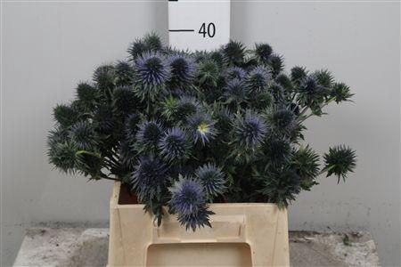 <h4>Eryn Scorpiu Questar</h4>