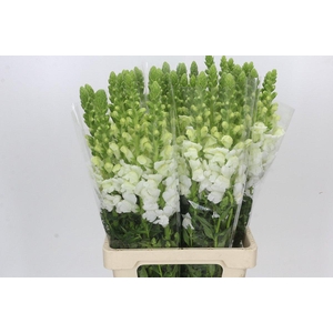 Antirrhinum Potomac Early White