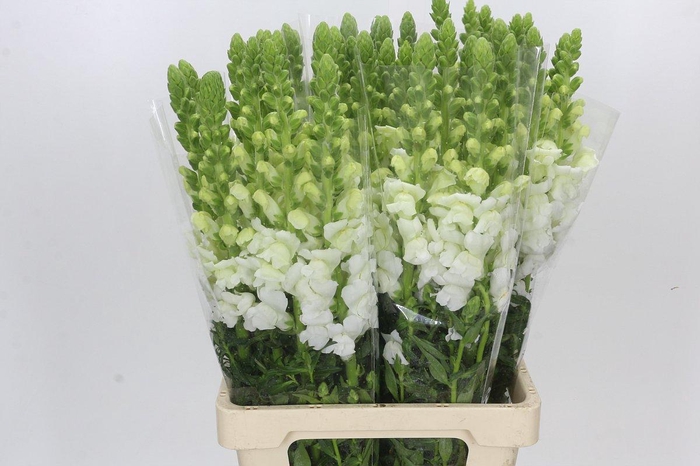 <h4>Antirrhinum Potomac Early White</h4>
