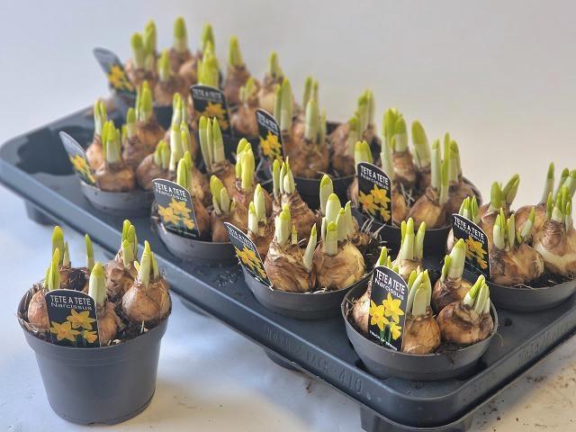 <h4>NARC O TETE A TETE</h4>