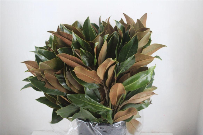 <h4>Magnolia P Bunch</h4>