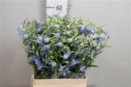 <h4>Delph En Ballkleid</h4>