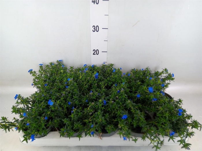 <h4>Glandora diffusa</h4>