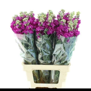 MATTH IRON DEEP PINK