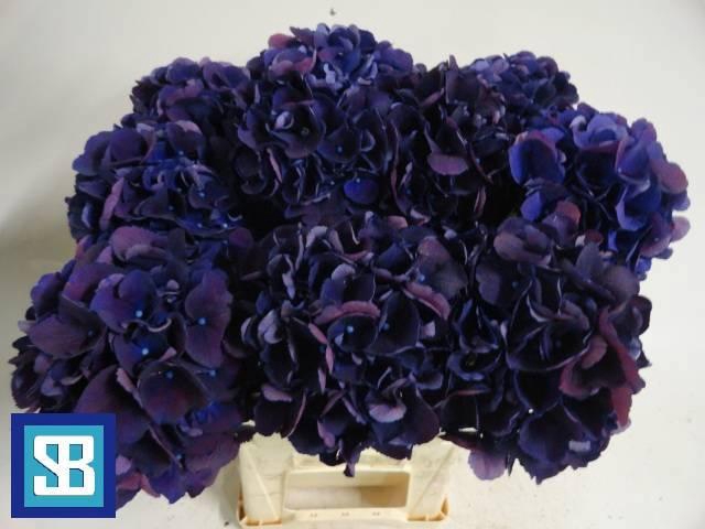 <h4>HYDR M ROYAL KING</h4>