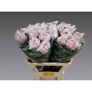 Chr G Vienna Pink