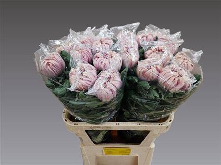 <h4>Chr G Vienna Pink</h4>