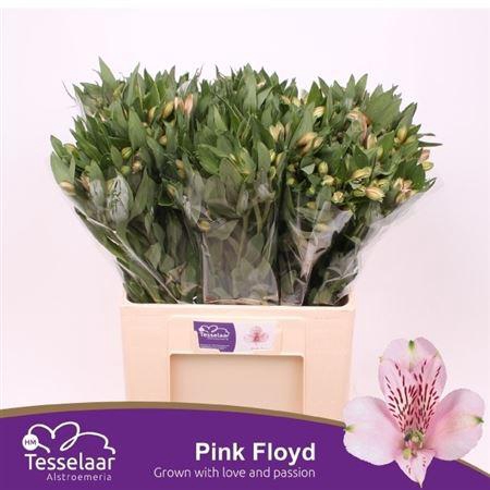 <h4>Alstr Pink Floyd</h4>