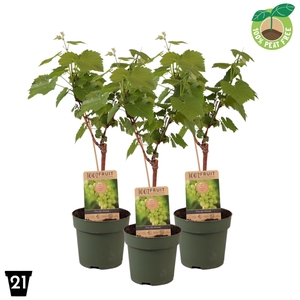 Vitis overig wit
