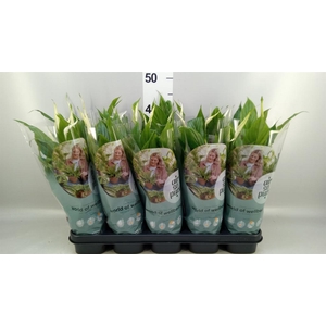 Spathiphyllum  'Bellini'