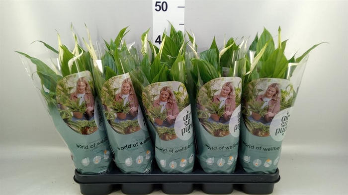 <h4>Spathiphyllum  'Bellini'</h4>