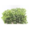 Pittosporum Ilan