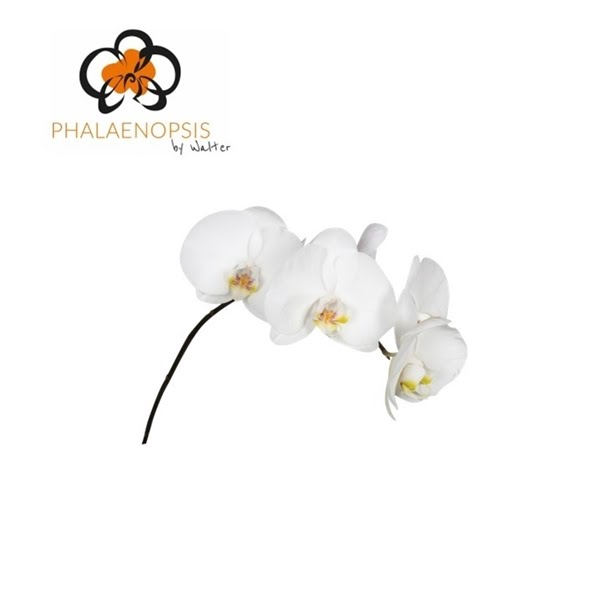 <h4>Phal Sensation White 5-6</h4>