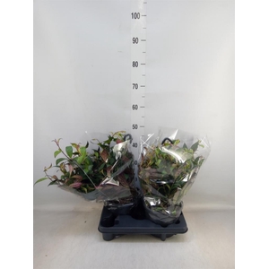 Aeschynanthus marmoratus